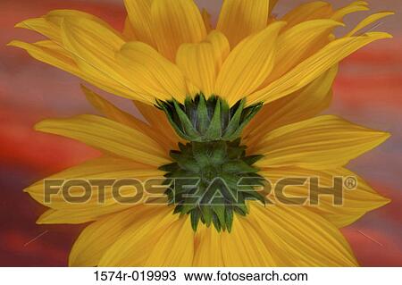Reflection of a sunflower on a mirror (Helianthus annuus) View Large Photo Image Stock Image - Reflection of a sunflower on a mirror (Helianthus annuus). Fotosearch