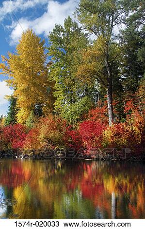 Reflection of trees in water, Nason Creek, Stevens Pass, Washington, USA View Large Photo Image Stock Image - Reflection of trees in water, Nason Creek, Stevens Pass, Washington, USA. Fotosearch
