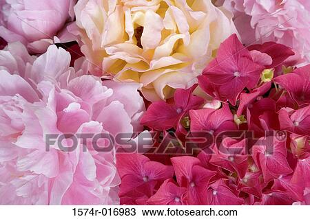 Roses Peonies Hydrangeas View Large Photo Image Stock Image - Roses Peonies Hydrangeas. Fotosearch