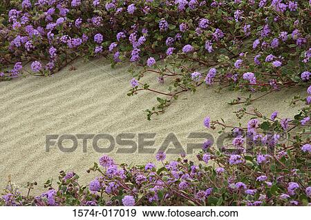 Sand Verbenas Anza Borrego Desert State Park California USA View Large Photo Image Stock Photo - Sand Verbenas Anza Borrego Desert State Park California USA. Fotosearch
