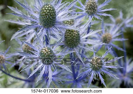 Sea Holly View Large Photo Image Stock Photograph - Sea Holly. Fotosearch