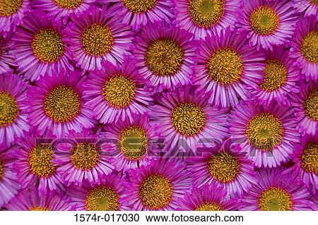 Seaside Asters View Large Photo Image Stock Image - Seaside Asters. Fotosearch