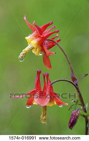 Sitka Columbines View Large Photo Image Stock Image - Sitka Columbines. Fotosearch