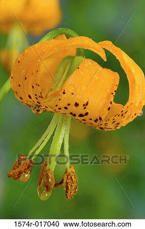 Tiger Lilies View Large Photo Image Stock Image - Tiger Lilies. Fotosearch