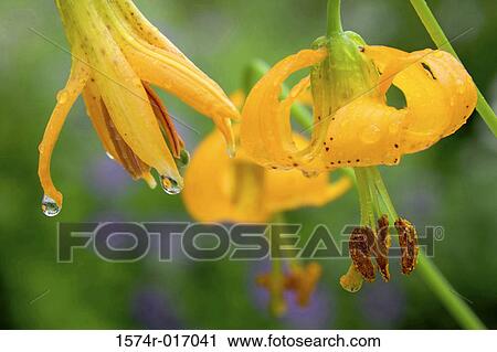Tiger Lilies View Large Photo Image Stock Image - Tiger Lilies. Fotosearch
