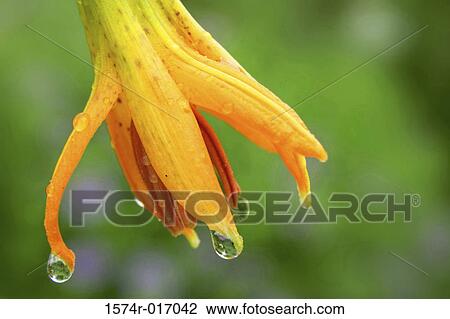 Tiger Lily View Large Photo Image Stock Image - Tiger Lily. Fotosearch