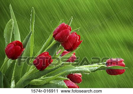 Stock Image - Tulips. Fotosearch