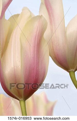 Tulips View Large Photo Image Stock Image - Tulips. Fotosearch