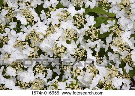 Stock Photography - Viburnum. Fotosearch