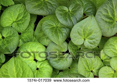 Wild Ginger View Large Photo Image Stock Photo - Wild Ginger. Fotosearch