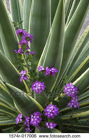 Yucca Verbena View Large Photo Image Stock Photograph - Yucca Verbena. Fotosearch