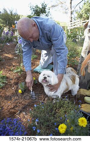 High angle view of a mature man gardening with his dog beside him View Large Photo Image Stock Image - High angle view of a mature man gardening with his dog beside him. Fotosearch