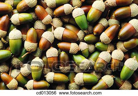 Acorns View Large Photo Image Stock Photograph - Acorns. Fotosearch
