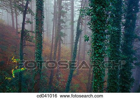 Stock Photograph - Alto de Udana. O±ate. Guip·zcoa. Spain. Fotosearch