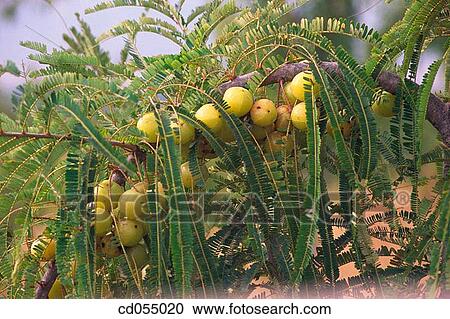 Amla (Emblica officinalis). Rajasthan. India View Large Photo Image Stock Image - Amla (Emblica officinalis). Rajasthan. India. Fotosearch