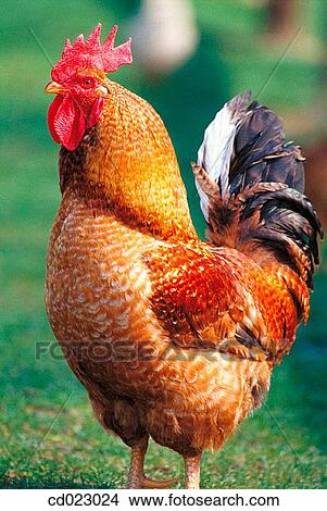 Picture - animal, country, Close-up, agriculture. Fotosearch