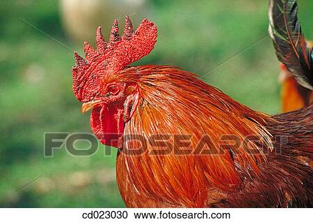 animal, country, Close-up, agriculture View Large Photo Image Stock Image - animal, country, Close-up, agriculture. Fotosearch