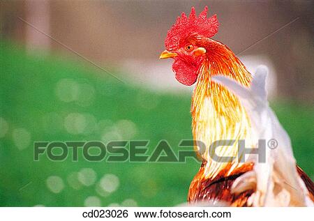 animal, country, Close-up, agriculture View Large Photo Image Stock Photograph - animal, country, Close-up, agriculture. Fotosearch