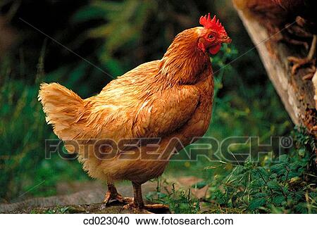 animal, Farm animal, farm, country, agriculture View Large Photo Image Stock Image - animal, Farm animal, farm, country, agriculture. Fotosearch