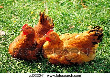 animal, Farm animal, farm, country, agriculture View Large Photo Image Stock Image - animal, Farm animal, farm, country, agriculture. Fotosearch