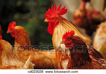 animal, farm, country, agriculture View Large Photo Image Stock Photo - animal, farm, country, agriculture. Fotosearch