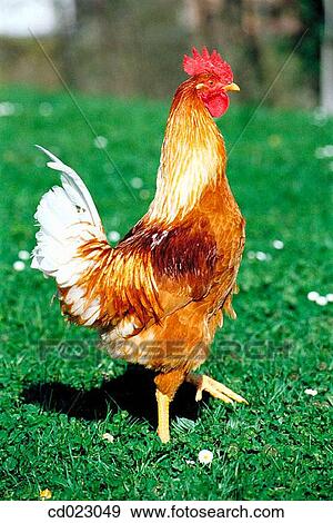 animal, farm, country, agriculture View Large Photo Image Stock Photo - animal, farm, country, agriculture. Fotosearch
