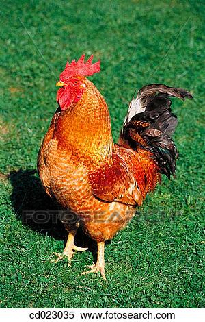 animal, farm, country, agriculture View Large Photo Image Stock Photography - animal, farm, country, agriculture. Fotosearch