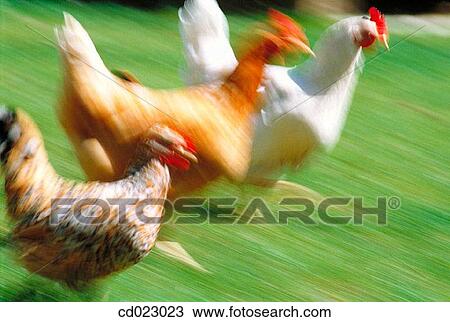 animal, farm, country, blurred motion, agriculture View Large Photo Image Stock Image - animal, farm, country, blurred motion, agriculture. Fotosearch