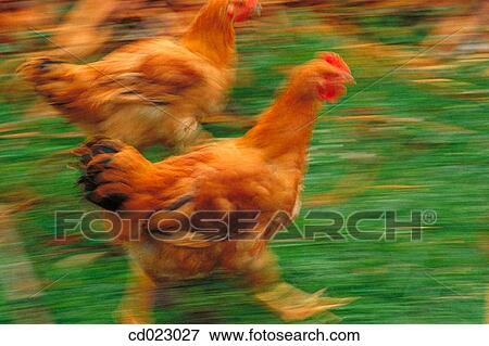 animal, farm, country, blurred motion, agriculture View Large Photo Image Stock Photo - animal, farm, country, blurred motion, agriculture. Fotosearch