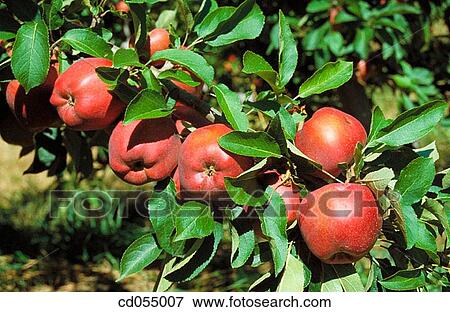Apples View Large Photo Image Stock Photo - Apples. Fotosearch
