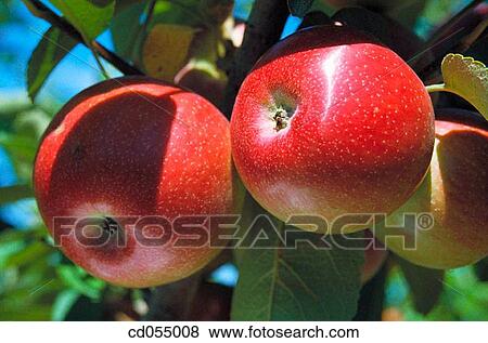 Apples View Large Photo Image Stock Photo - Apples. Fotosearch