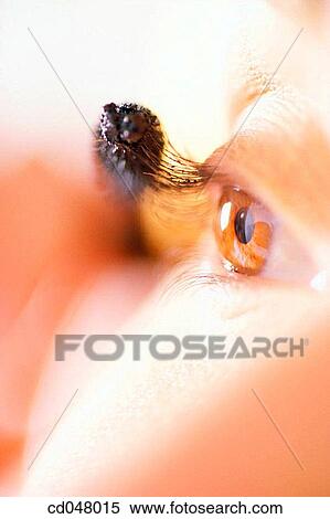 apply, Close-up, Beauty Care, beauty, activity View Large Photo Image Stock Photography - apply, Close-up, Beauty Care, beauty, activity. Fotosearch