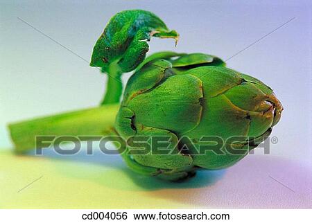 Artichoke View Large Photo Image Stock Photograph - Artichoke. Fotosearch