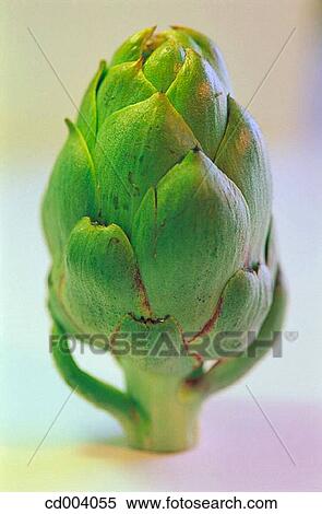 Artichoke View Large Photo Image Stock Photography - Artichoke. Fotosearch