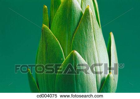 Artichoke View Large Photo Image Stock Photography - Artichoke. Fotosearch
