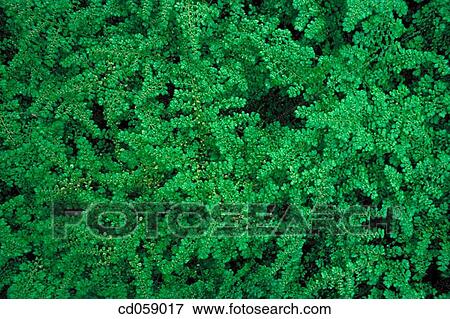 Stock Photo - Artillery Fern. Fotosearch