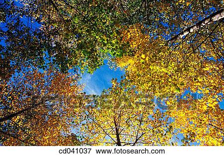Stock Photo - background, blue, day, foliage, forest. Fotosearch