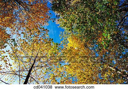 background, blue, day, foliage, forest View Large Photo Image Stock Photo - background, blue, day, foliage, forest. Fotosearch