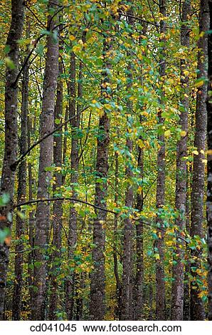 background, branch, day, foliage, forest View Large Photo Image Stock Photography - background, branch, day, foliage, forest. Fotosearch