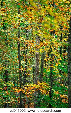 background, day, foliage, forest, green View Large Photo Image Stock Image - background, day, foliage, forest, green. Fotosearch