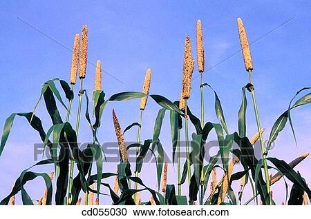 Bajra (millet). Sakori. Maharashtra. India View Large Photo Image Stock Image - Bajra (millet). Sakori. Maharashtra. India. Fotosearch
