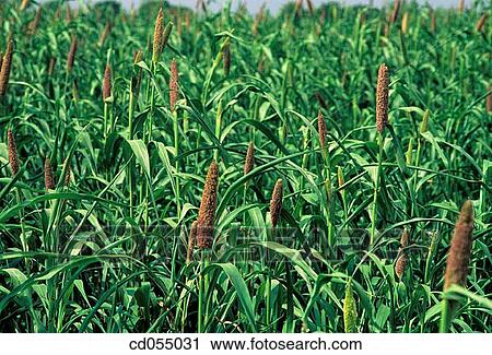 Bajra (millet). Sakori. Maharashtra. India View Large Photo Image Stock Image - Bajra (millet). Sakori. Maharashtra. India. Fotosearch