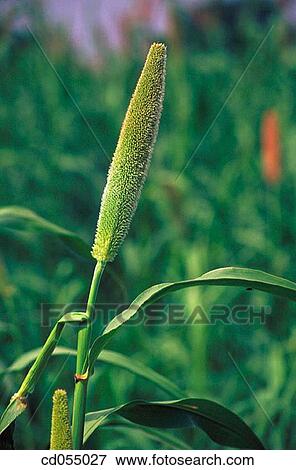 Bajra (millet). Sakori. Maharashtra. India View Large Photo Image Stock Photo - Bajra (millet). Sakori. Maharashtra. India. Fotosearch