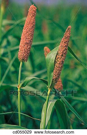Bajra (millet). Sakori. Maharashtra. India View Large Photo Image Stock Photo - Bajra (millet). Sakori. Maharashtra. India. Fotosearch