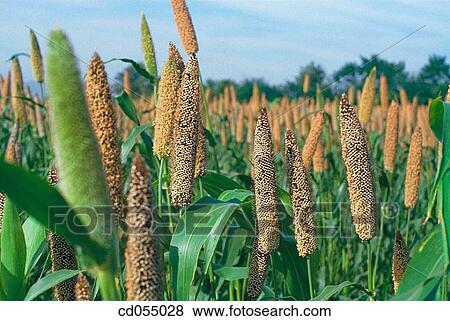 Bajra (millet) View Large Photo Image Stock Photo - Bajra (millet). Fotosearch