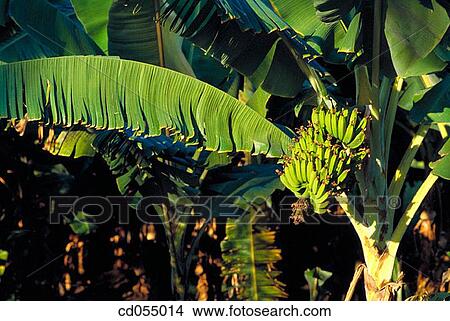Bananas View Large Photo Image Picture - Bananas. Fotosearch