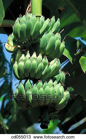 Bananas View Large Photo Image Stock Image - Bananas. Fotosearch