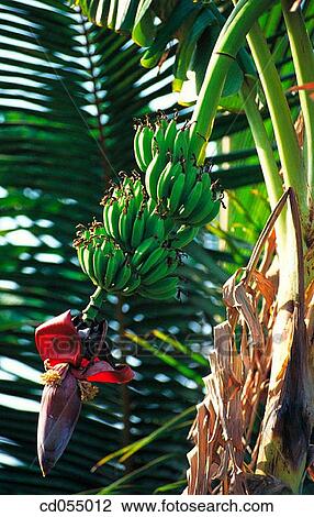 Bananas. Vangaon. Maharashtra. India View Large Photo Image Stock Image - Bananas. Vangaon. Maharashtra. India. Fotosearch