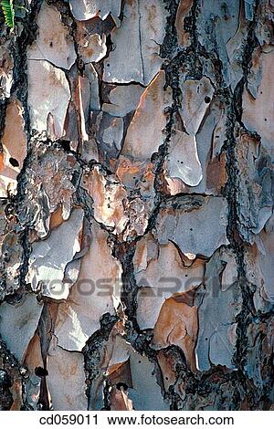 Bark View Large Photo Image Stock Image - Bark. Fotosearch