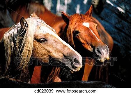 barn, day, country, brown, animal View Large Photo Image Stock Photo - barn, day, country, brown, animal. Fotosearch